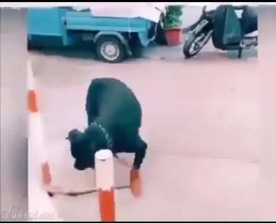 Smart dog