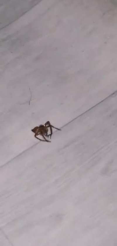 "Yeah I think it's dead"