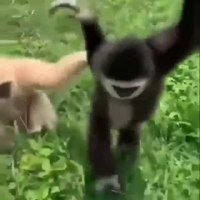 monkeys :D