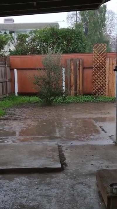 My backyard today