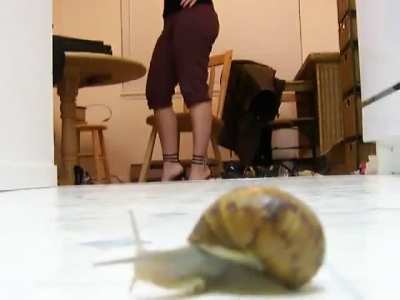 crush snail 🐌