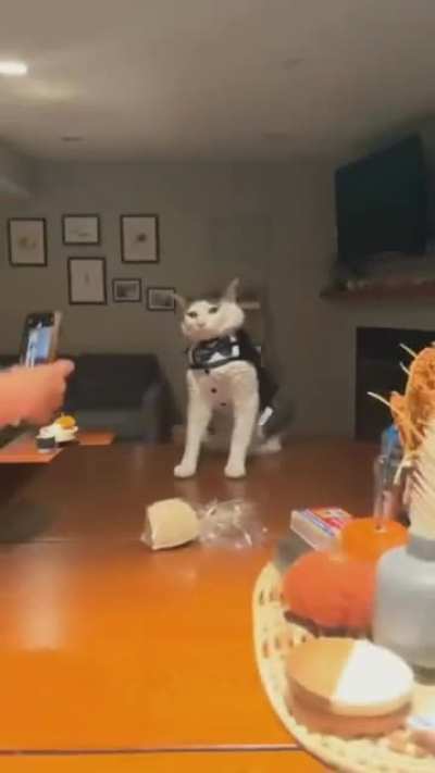 cat pose
