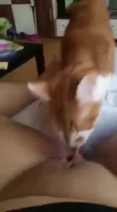 Must have smelled tuna