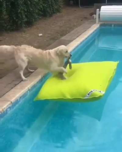Bout Dog