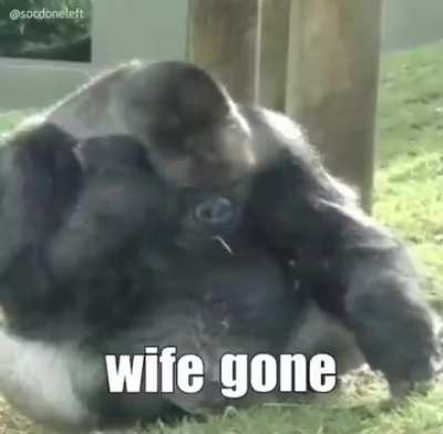 monke wife gone 😭