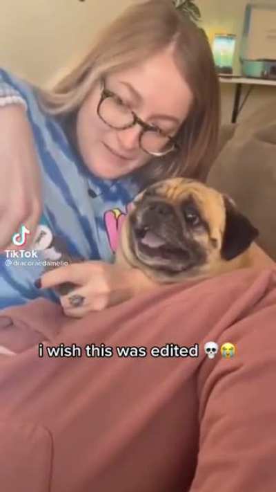 Pug doesn&rsquo;t like nail trims