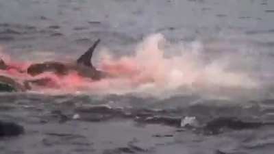 A Galapagos Shark practically beaches himself while killing a Sea Lion.