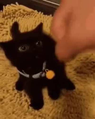 Kediş videosu