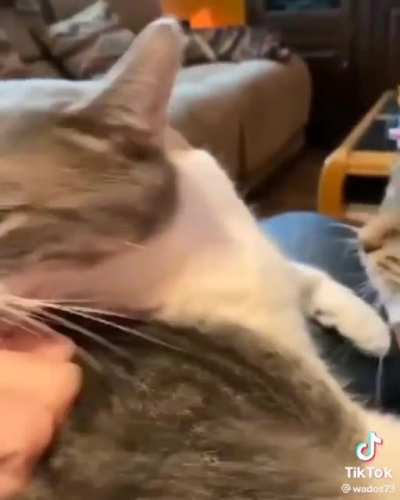 cat's not having it