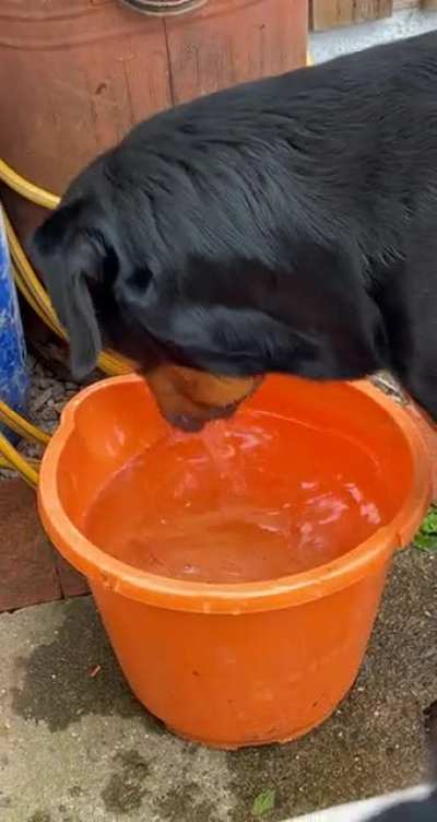 Now he&rsquo;s munching water!!