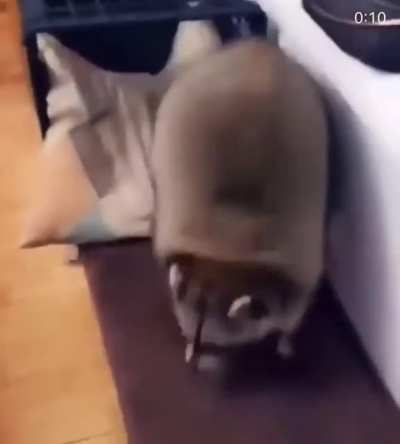 Guaxinim melhor animal