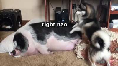Pupper &amp;amp; Piggo