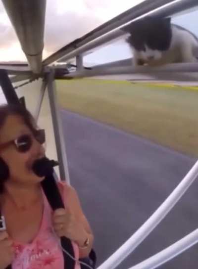 Cat in wing