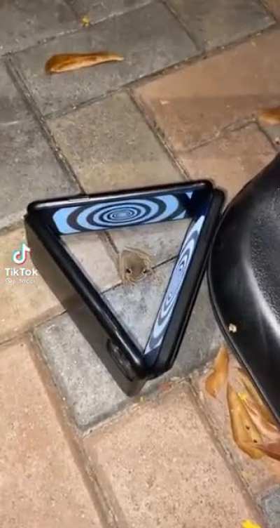 SHEEESH