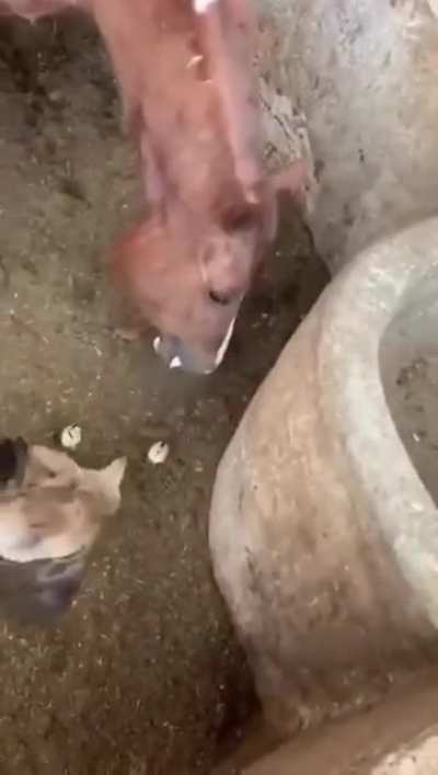 rekt