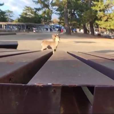 Oh deer&hellip;