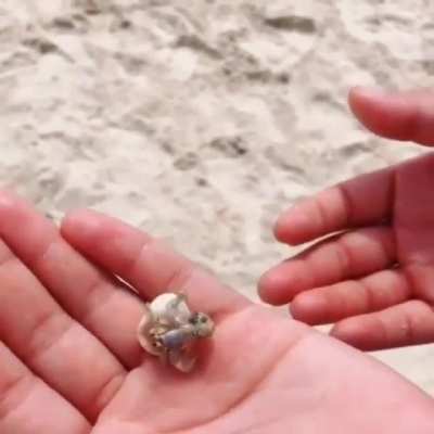 🔥 Little hermit crab finding a new shell 🔥