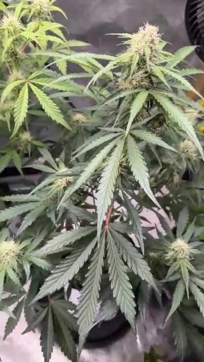 Bear Assed Monkey Day 45