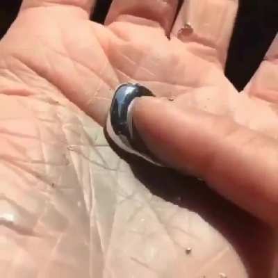 Gallium Element: Gallium, a metal, melts around 29.8 &deg; C. So even the temperature of your hand can be enough to liquefy it. The evaporation temperature is 2229 &deg; C. Touching gallium is completely harmless, unlike Mercury.