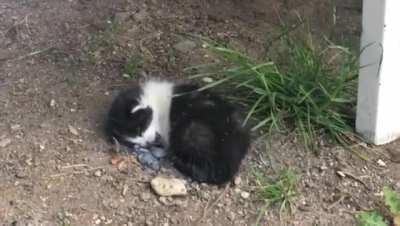 This kitty I found in the backyard