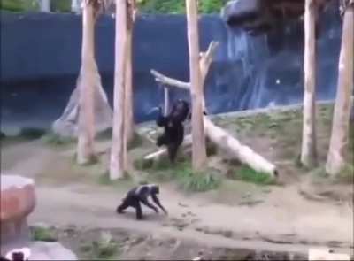 Peru battle royale