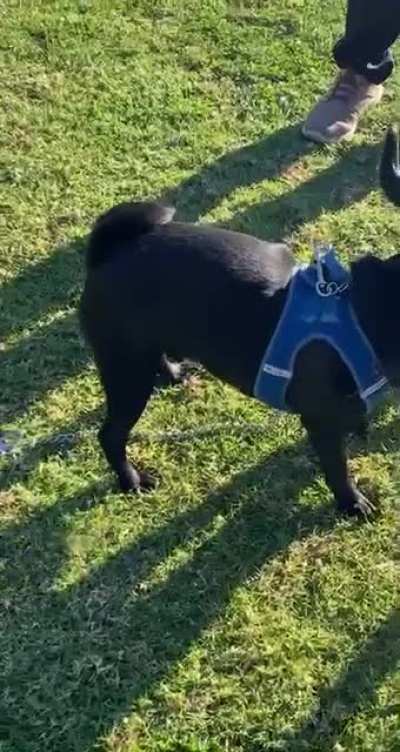Friend&rsquo;s dog meeting my dog