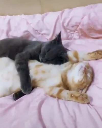 They are so adorable