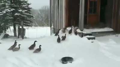 Please enjoy these ducks changing their minds