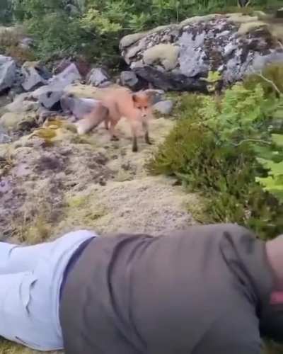 Photogenic Fox