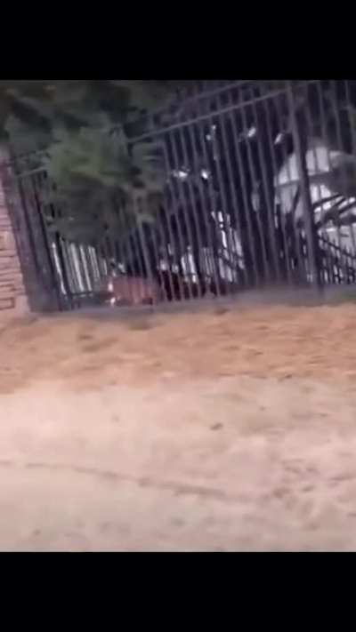 Oh look, puppies!