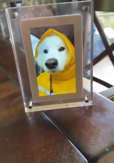 Good boy approved.