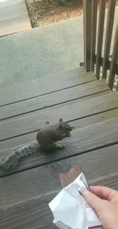 Outwitted by a squirrel
