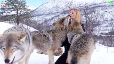 How wild wolves greet each other