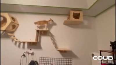 Котики (озвучка)