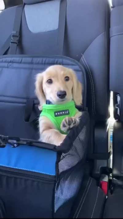 Stowaway passenger