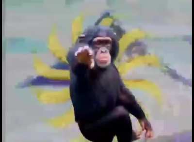 😎🐒😎