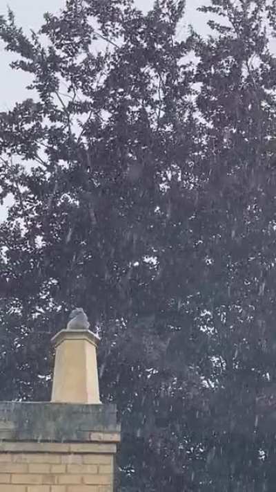 Pigeon enjoying the rainstorm outside my house.
