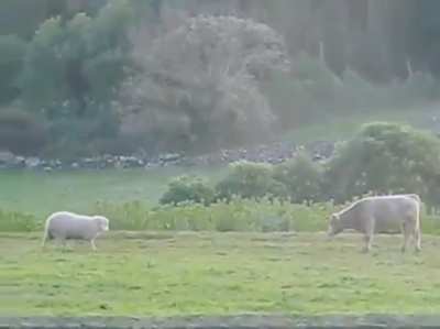 🔥 cow boop