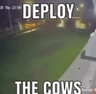 the cows