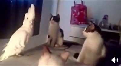 I&rsquo;m one of you meow!