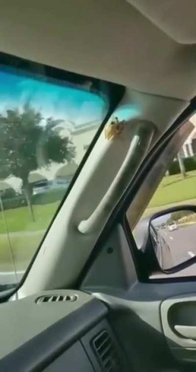 Frog🐸