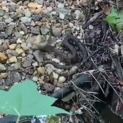 Fish has been saved