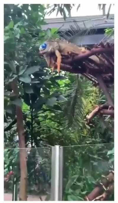 blursed_eyepatch