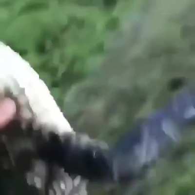 Gator go brr