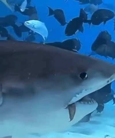 That tuna is like &ldquo;see ya&rdquo;