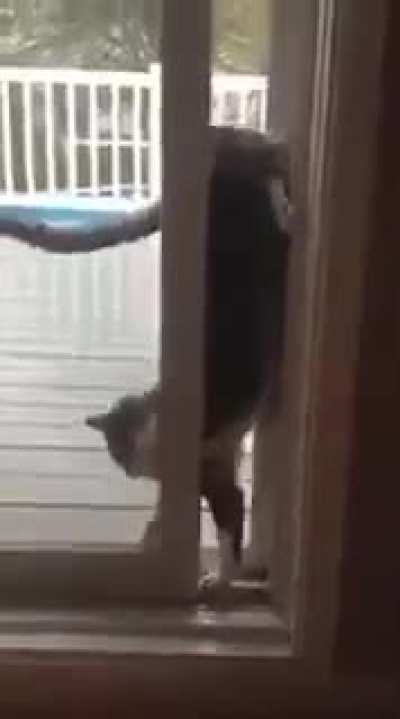 It&rsquo;s VERTICAL CAT!!