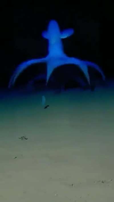 Footage of a vampire squid moving along the ocean floor