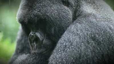 Monke :((((((