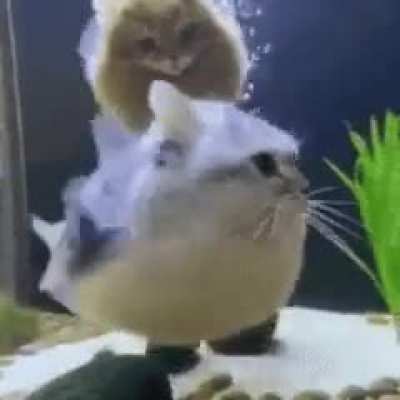 voc&ecirc; gostaria de ser esse peixe gato?