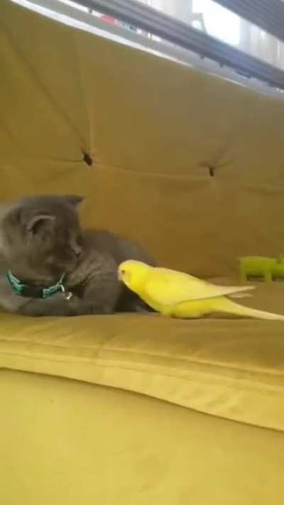 to pretend to be brave